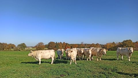 Expérimentation.Au cours des essais, il a suffi d’un ou deux jours pour que les animaux comprennent qu’ils ne devaient pas franchir la clôture virtuelle définie par l’éleveur.      Chambagri PDL